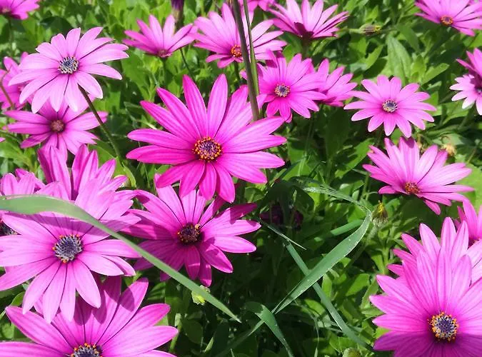 Dervi̇shan Health Club Affittacamere Dalyan