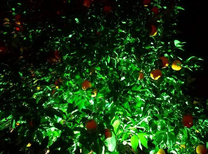 Dervi̇shan Health Club Affittacamere Dalyan