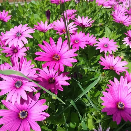 Dervi̇shan Health Club Vendégház Dalyan