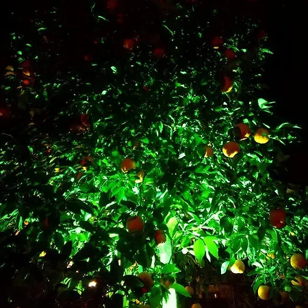 Dervi̇shan Health Club Vendégház Dalyan